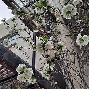 El Cerezo , Mendoza Argentina
